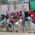 Friendly Dogs House