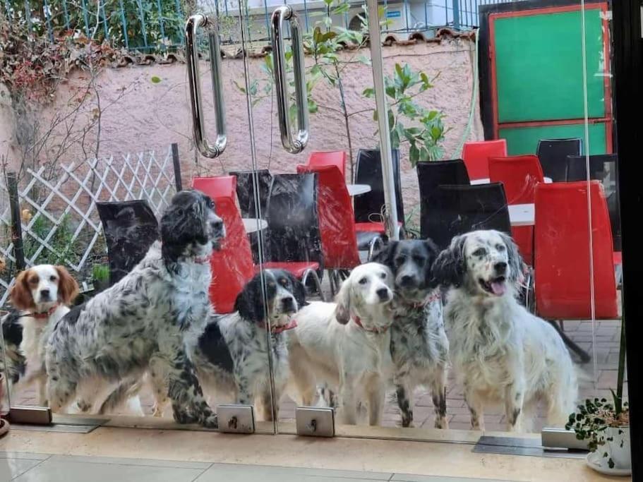 Friendly Dogs House *